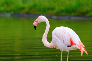 close-up portrait of african flamingo walking around in water