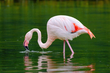 close-up portrait of african flamingo walking around in water