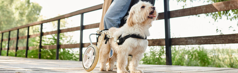 Adult riding bike in park with dog perched happily on the back.