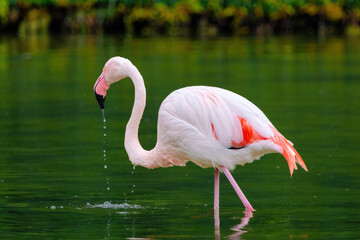 close-up portrait of african flamingo walking around in water