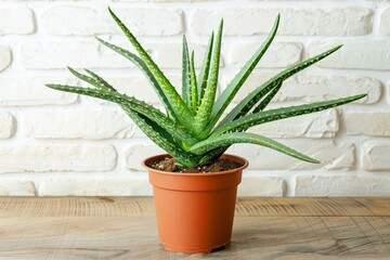Obraz premium Vibrant aloe vera plant sits in a classic terracotta pot against a white brick background
