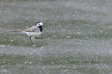 White Wagtail (Motacilla alba) perching in nature