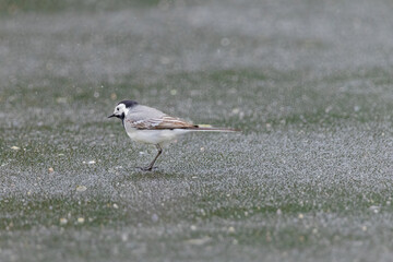 White Wagtail (Motacilla alba) perching in nature