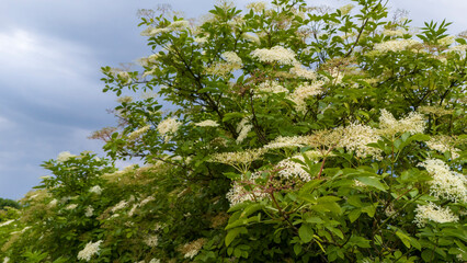 White blossom of elderflower (Sambucus nigra). black lilac elderflowerflower. Elderflower syrup...
