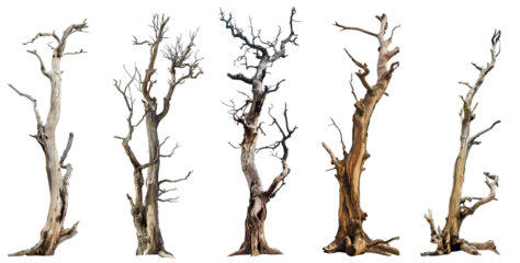 Dead trees collection isolated on transparent or white background