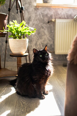 a domestic, black cat sits on the floor in a room where the sun shines