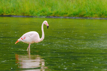 close-up portrait of african flamingo walking around in water