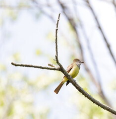 Great Crested Flycatcher in a forest in Pelee National park Ontario in springtime