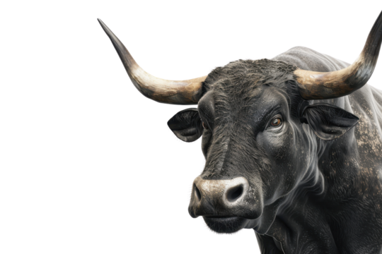 Close-up image of a black bull with large horns on a transparent background. showcasing its strong and majestic presence.