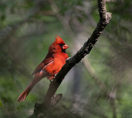 Sunlit Male Northern Cardinal closeup perching on a branch in a dark forest (Cardinalis cardinalis)