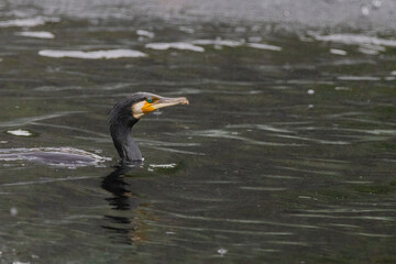 The great cormorant, Phalacrocorax carbo, known as the great black cormorant