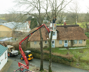 Baumarbeiten und Baumf&auml;llung an einem kranken Baum