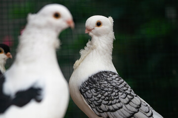 Close up of Black and White Pigeon with Unique Wing Pattern, Bird Photography