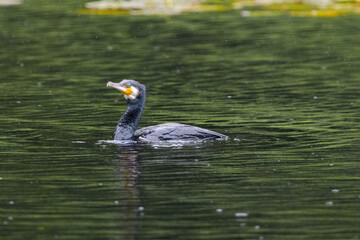 The great cormorant, Phalacrocorax carbo, known as the great black cormorant