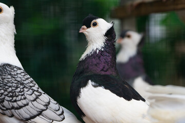 Close up of Black and White Pigeon with Unique Feather Pattern, Bird Photography