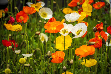 Mohnblütenfeld Gelb, orange und weiß