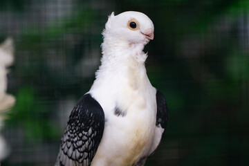 Close up of Black and White Pigeon with Unique Wing Pattern, Bird Photography