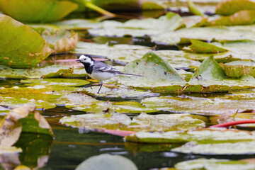 White Wagtail (Motacilla alba) perching in nature