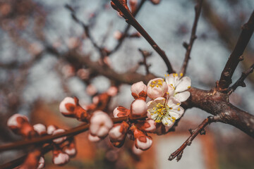 The first spring gentle leaves, buds and branches macro background