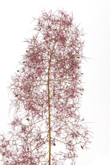 Blooming Smoke tree flower isolated on white background. Smoke bush Cotinus plant bloom.