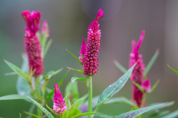 Vibrant Pinkish Red Flowers in Bloom with Green Leaves in a garden