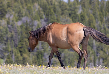 Wild Horse in Summer in the Pryor Mountains Montana