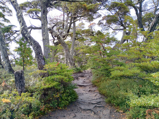 Nice Forest in Tierra del Fuego National Park.