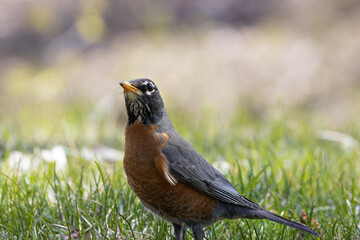 Fototapeta premium A red breasted robin (Turdus migratorius) standing on a grass lawn.