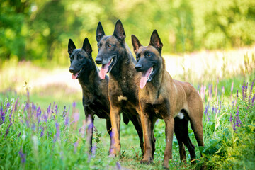 several malinois dogs in the forest