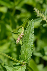 Common hedgenettle leaves and flower bud