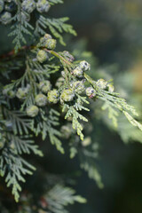 Lawsons Cypress Triomf van Boskoop branch with fruit