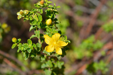 Balearic St Johns-wort flower