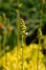 Coral Bells Electric Lime flower buds