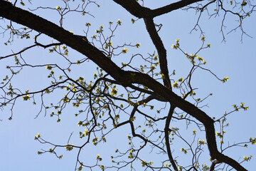 Eastern black walnut branches with new leaves