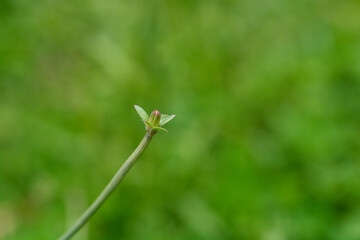 Wild chicory flower bud