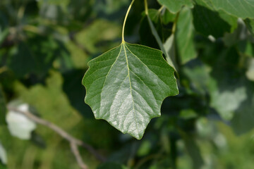 White poplar leaves