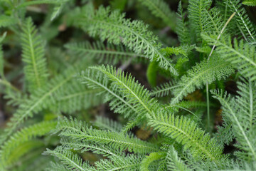 Mountain Yarrow leaves