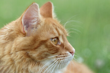 Close-up of a cat's face in profile. Ideal for pet-related projects, nature themes, or animal photography. cat against a natural background. Ginger Cat sits and looks away