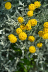 Cypress lavender cotton flowers
