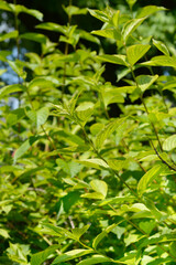 Old-fashioned weigela leaves