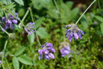 Bitumen trefoil flowers