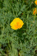 Fototapeta premium Golden poppy flower