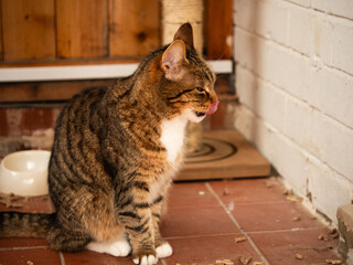 Tabby cat in cat rescue shelter pen 