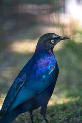 colorful exotic bird in the summer in berlin zoo in germany