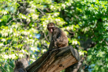 monkey sitting on the big rock and enjoying the sunny day in the zoo Berlin Germany