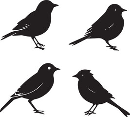 silhouettes of birds