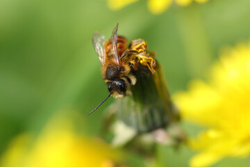 Osmie rousse commune (Osmia bicornis)
Osmia bicornis in its natural element
