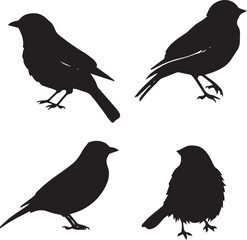 silhouettes of birds