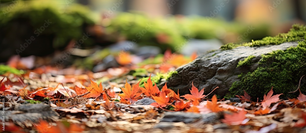 Aufkleber Ground covered in vibrant moss and maple leaves during fall season, with rocks nearby. with copy space image. Place for adding text or design