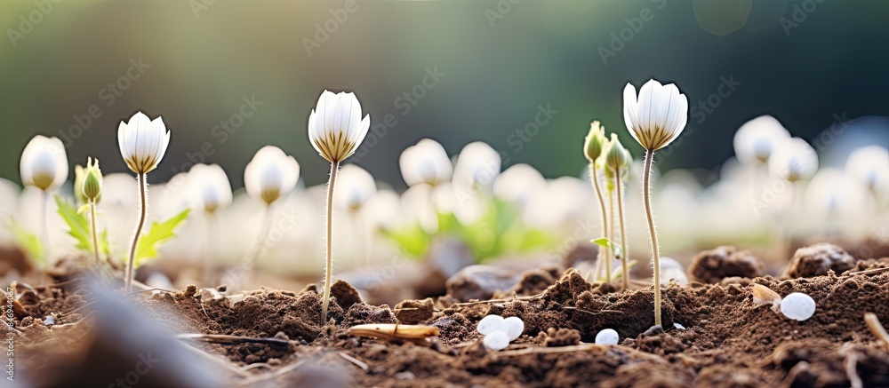 Poster White flowers blooming in a lush garden, adding a touch of elegance and purity to the landscape. with copy space image. Place for adding text or design